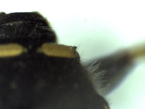Réf. 306 311 : Ectemnius continuus punctatus